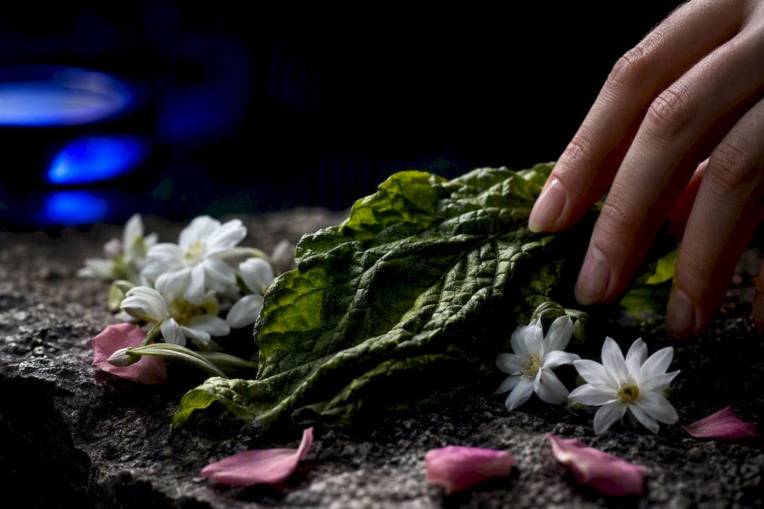 Feuille verte et fleurs blanches sous une lumière dramatique